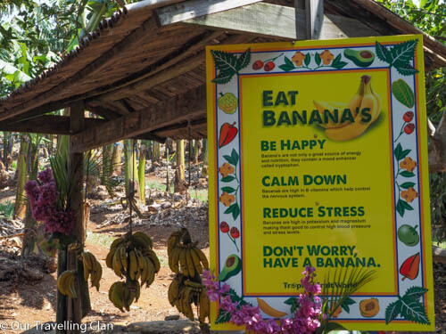 naturally ripened Bananas